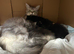 Beautiful Mainecoon kittens