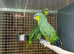 Orange winged Amazon