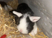 10 mini lop babys