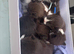 Stunning Babies lovely colours browns, blacks and grey! Boys and girls