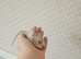 6 Males  mice only Available