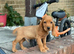 Cocker Spaniel boy Fully vaccinated
