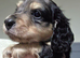 Dapple mini long haired Dachshund