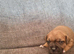 5 beautiful staffy puppies