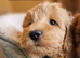 Ready, breeder, 4 dna clear red small miniature cockapoo litter