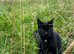 Looking for a new home - 2 year old cat