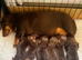 Miniature Smooth Chocolate/Tan Dachshund Puppies