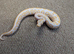 2026 Hatchlings available