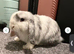X2 mini pops for rehome