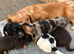 Cocker spaniel female puppy