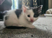 Tuxedo and black and white loving kittens