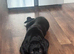 Cane corso 9 month girl
