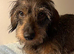 Missing Wire-Haired Miniature Dachshund