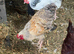3 bantam cockerels free of charge
