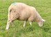 Lleyn Young Tups