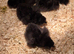 silkie usa chicks