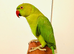 Tame and Untame Beautiful Ringneck for Sale