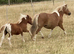Shetland Mini Filly Foal