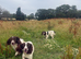 English springer spaniels