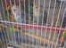 2 tame budgies and cage