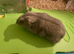 Russian dwarf hamster for rehoming