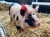 5 month old Kune Kune Weaners. 2 Boys and 2 Girls Ready To Leave NOW!