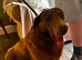 Female Labrador for sale