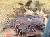 L046 - Zebra Plecostomus