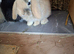 Beautifull mini lops
