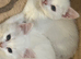 Stunning Ragdoll x ragdoll bsh Pure white READY NOW!