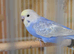 Rainbow baby budgie, boy.