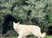 Female German Shepherd