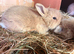 Netherland x mini lop