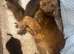 kc Show type cocker spaniels