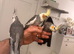 Tame cocktails for sale
