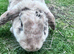 Amazing free range bunny