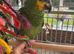 Beautiful tame Amazon