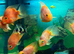 Tropical fish