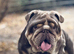 1 male available Eddie proven stud