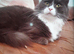 Maine coon mix