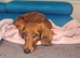 Small Standard Long-Haired Dachshund Puppies