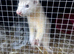 Male ferret kit