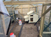 Wanted - silkie chickens