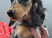 Silver dapple long haired female miniature dachshund