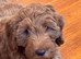 Labradoodles
