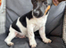 Jack Russel pups