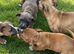 Adorable very rare blue fawn female staff pups