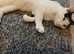 White and black kitten