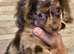 REDUCED last 2 longhair dachshunds