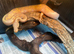 Banana Pied Royal Pythons at Birmingham Reptiles